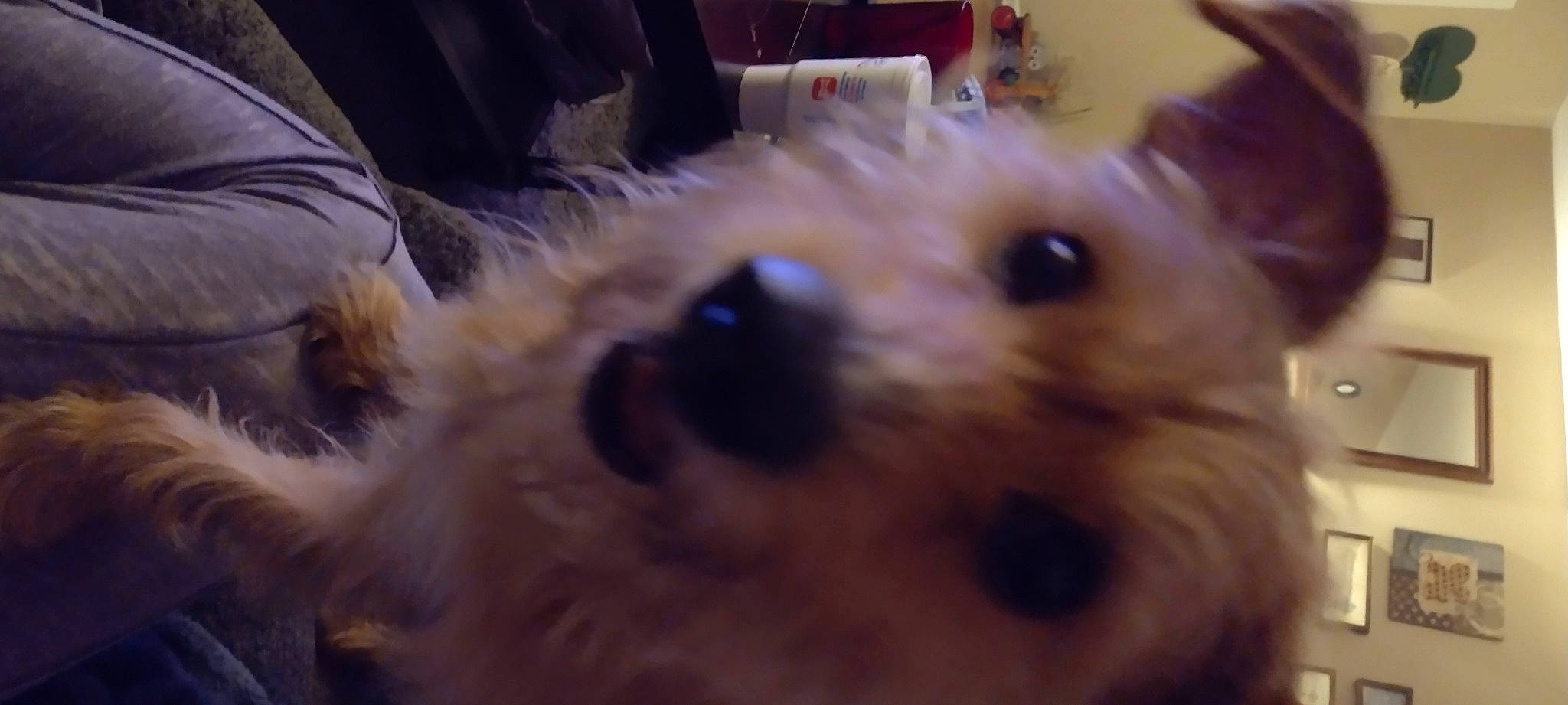 Sir Toodles joined the competition — help win amazing prizes! canidae, carnivore, companion_dog, dog, dog_breed, event, fawn, fur, maltepoo, mammal, non_sporting_group, puppy_love, small_terrier, snout, sporting_group, terrier, toy_dog, vertebrate, whiskers, working_animal