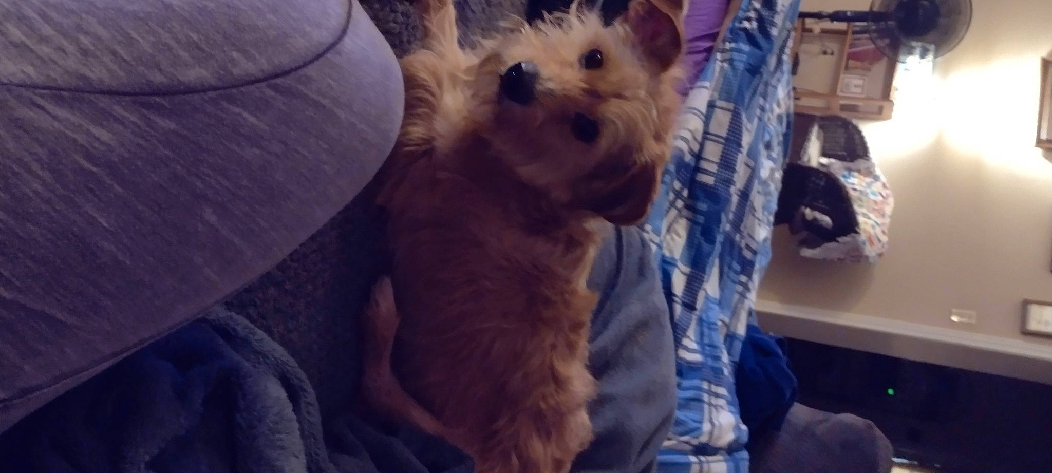 Sir Toodles is registered to the contest to win money with this photo: canidae, carnivore, companion_dog, dog, dog_breed, electric_blue, fawn, fur, non_sporting_group, puppy, small_terrier, sporting_group, terrestrial_animal, terrier, toy_dog, whiskers