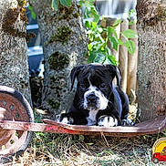 Bonny a rejoint le concours — aidez-le/la à gagner de superbes lots ! puppy, dog, black_and_white, rusty_wheelbarrow, trees, grass, leaves, outdoor, sunlight, nature, animal, curious, young_dog, garden, wood, trunk, pet, resting, close_up, playful