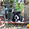 animal, black_and_white, close_up, curious, dog, garden, grass, leaves, nature, outdoor, pet, playful, puppy, resting, rusty_wheelbarrow, sunlight, trees, trunk, wood, young_dog
