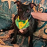 dog, black_dog, bow_tie, green_bow_tie, yellow_collar, couch, patterned_couch, pillow, dog_sitting, pet, indoor, animal, mammal, domestic_animal, canine, portrait, looking_at_camera, human_arm, resting, calm