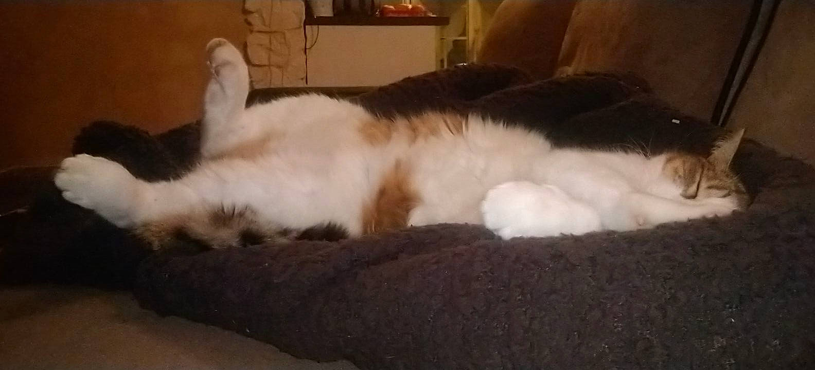 Coquine participe au concours pour gagner de l'argent avec cette photo : canidae, carnivore, cat, comfort, companion_dog, dog_breed, duvet, felidae, fur, hardwood, nap, paw, room, sleep, small_to_medium_sized_cats, snout, sporting_group, tail, terrestrial_animal, whiskers