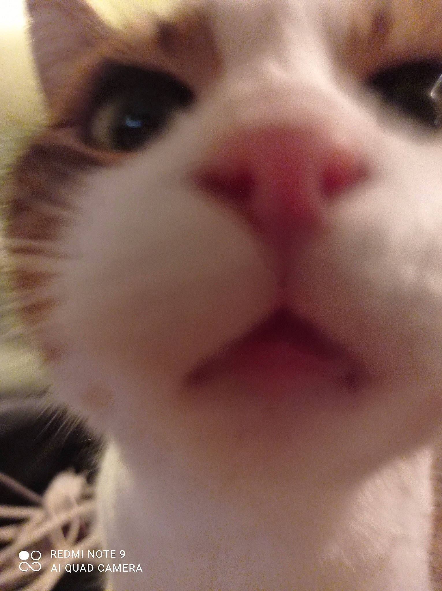 Coquine participe au concours pour gagner de l'argent avec cette photo : canidae, carnivore, cat, close_up, companion_dog, dog_breed, domestic_short_haired_cat, ear, eyelash, fawn, felidae, fur, iris, jaw, nose, paw, small_to_medium_sized_cats, snout, terrestrial_animal, whiskers