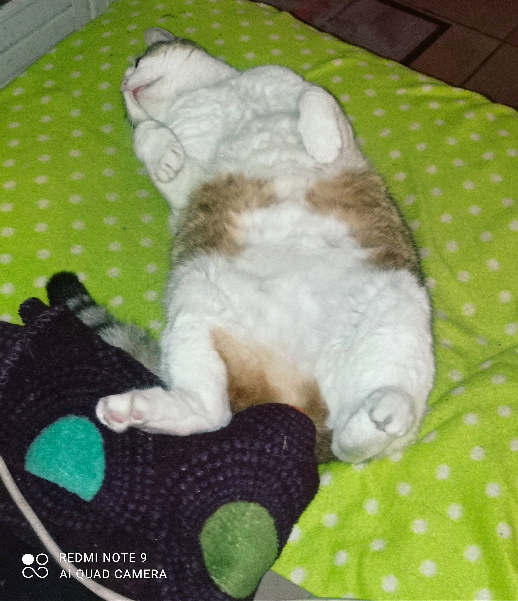 Coquine a rejoint le concours — aidez-le/la à gagner de superbes lots ! bed, carnivore, cat, comfort, companion_dog, couch, dog_breed, domestic_short_haired_cat, fawn, felidae, linens, pattern, paw, remote_control, small_to_medium_sized_cats, stuffed_toy, tail, textile, toy, whiskers