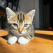 Yoshi a rejoint le concours — aidez-le/la à gagner de superbes lots ! kitten, cat, tabby, indoor, wooden_floor, sunlight, pet, animal, cute, feline, whiskers, paws, young, fur, closeup, domestic, resting, curious, shadow, eyes