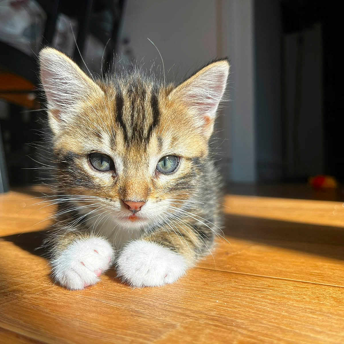 Yoshi a rejoint le concours — aidez-le/la à gagner de superbes lots ! kitten, cat, tabby, indoor, wooden_floor, sunlight, pet, animal, cute, feline, whiskers, paws, young, fur, closeup, domestic, resting, curious, shadow, eyes