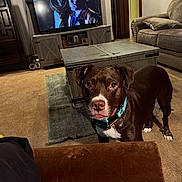 Echo is registered to the contest to win money with this photo: dog, brown_dog, living_room, television, coffee_table, carpet, sofa, pillow, wooden_furniture, indoor, pet, collar, curious, canine, home, floor_rug, entertainment, watching_tv, couch, relaxed