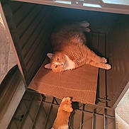 Simba joined the competition — help win amazing prizes! animal, box, cardboard, cat, cozy, cute, domestic_animal, feline, floor, fur, home, indoor, orange_cat, pet, plastic_container, playful, relaxed, resting, stuffed_toy, toy