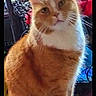Simba is registered to the contest to win money with this photo: animal, cat, cozy, curious, cute, domestic_cat, ears, face, feline, furniture, home, indoor, orange_cat, pet, plant, portrait, screen, sitting, whiskers, white_cat