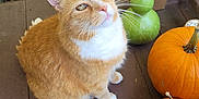 Simba is registered to the contest to win money with this photo: animal, cat, citrusfruit, food, fruit, gourd, hardwood, kitten, leaf, manx, pear, pet, plant, plywood, pottedplant, produce, pumpkin, squash, vegetable, wood