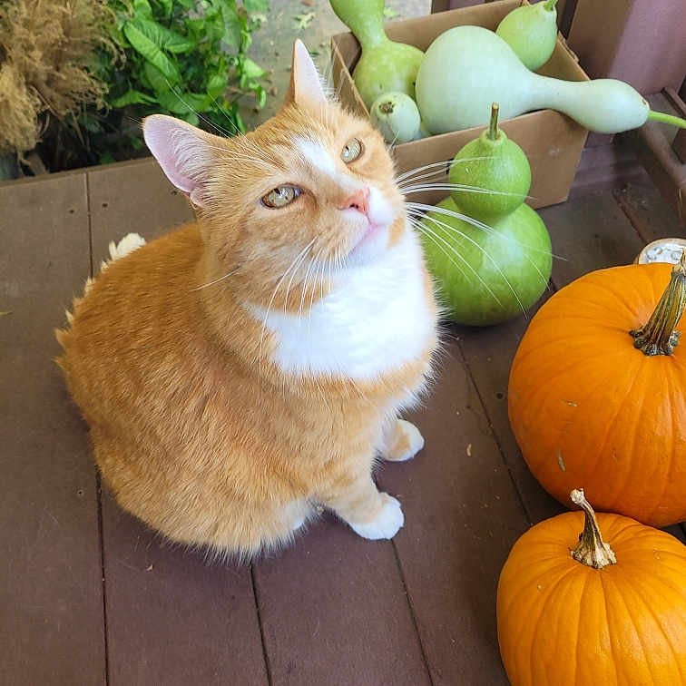 Simba is registered to the contest to win money with this photo: animal, cat, citrusfruit, food, fruit, gourd, hardwood, kitten, leaf, manx, pear, pet, plant, plywood, pottedplant, produce, pumpkin, squash, vegetable, wood