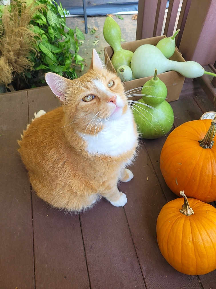 Simba
