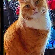 Simba joined the competition — help win amazing prizes! cat, orange_cat, white_paws, indoor, pet, feline, curious, sitting, fur, whiskers, animal, cute, domestic, tabby, portrait, houseplant, furniture, cozy, closeup, attention