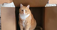 Simba joined the competition — help win amazing prizes! abyssinian, animal, box, cardboard, carton, cat, computer, electronics, hardwood, indoors, interiordesign, kitten, laptop, manx, package, packagedelivery, pc, person, pet, wood