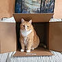 Simba joined the competition — help win amazing prizes! abyssinian, animal, box, cardboard, carton, cat, computer, electronics, hardwood, indoors, interiordesign, kitten, laptop, manx, package, packagedelivery, pc, person, pet, wood