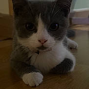 Gru a rejoint le concours — aidez-le/la à gagner de superbes lots ! kitten, cat, gray_cat, white_paws, close_up, indoor, wooden_floor, pet, animal, cute, young_cat, feline, looking, curious, whiskers, ears, nose, paw, floor, domestic_cat