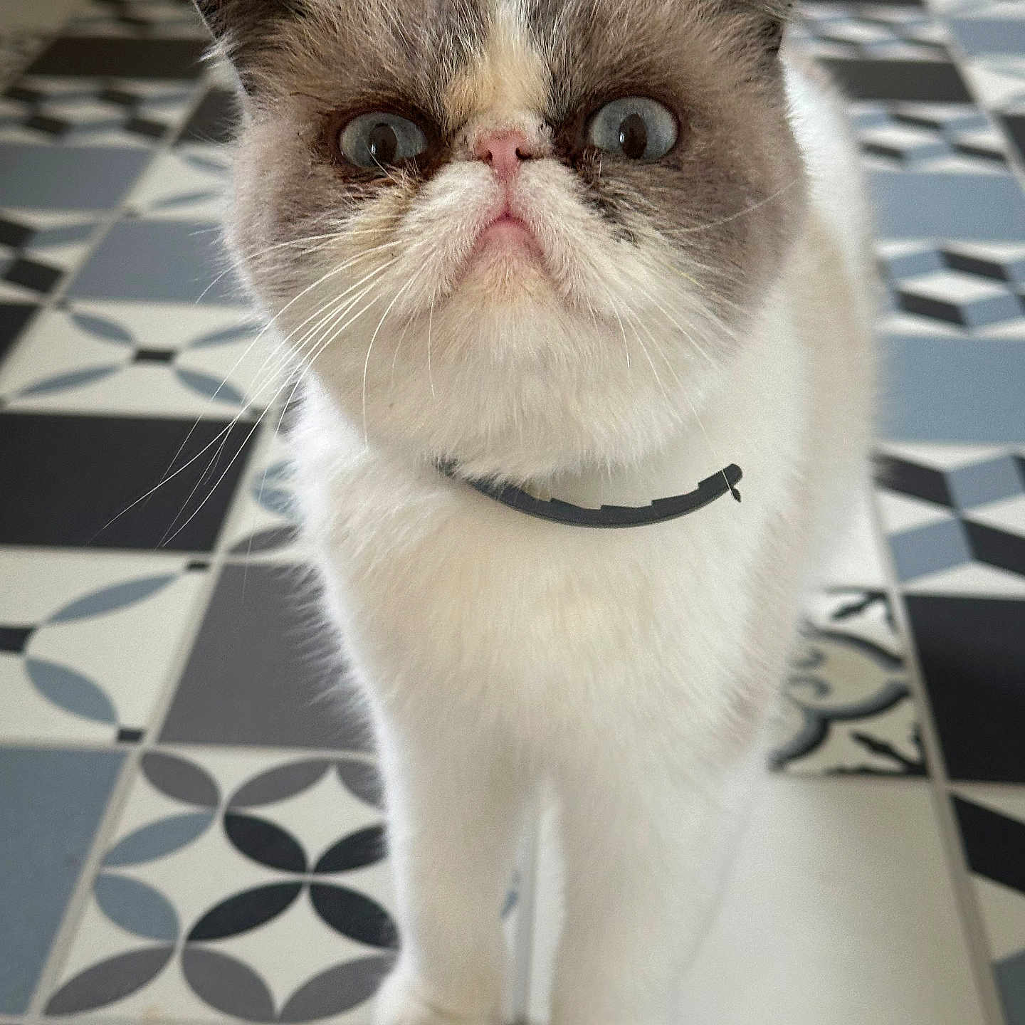 Tchay a rejoint le concours — aidez-le/la à gagner de superbes lots ! animal, black_and_white_tiles, cat, collar, cute, domestic_cat, ears, flat_face, floor, fluffy_fur, fur, indoor, nose, patterned_tile, paws, pet, portrait, standing, whiskers, wide_eyes
