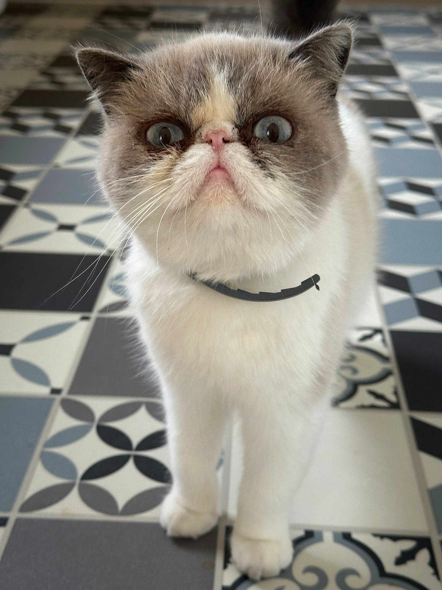Tchay a rejoint le concours — aidez-le/la à gagner de superbes lots ! cat, flat_face, fluffy_fur, wide_eyes, collar, standing, floor, patterned_tile, black_and_white_tiles, indoor, pet, animal, cute, fur, whiskers, ears, nose, paws, domestic_cat, portrait