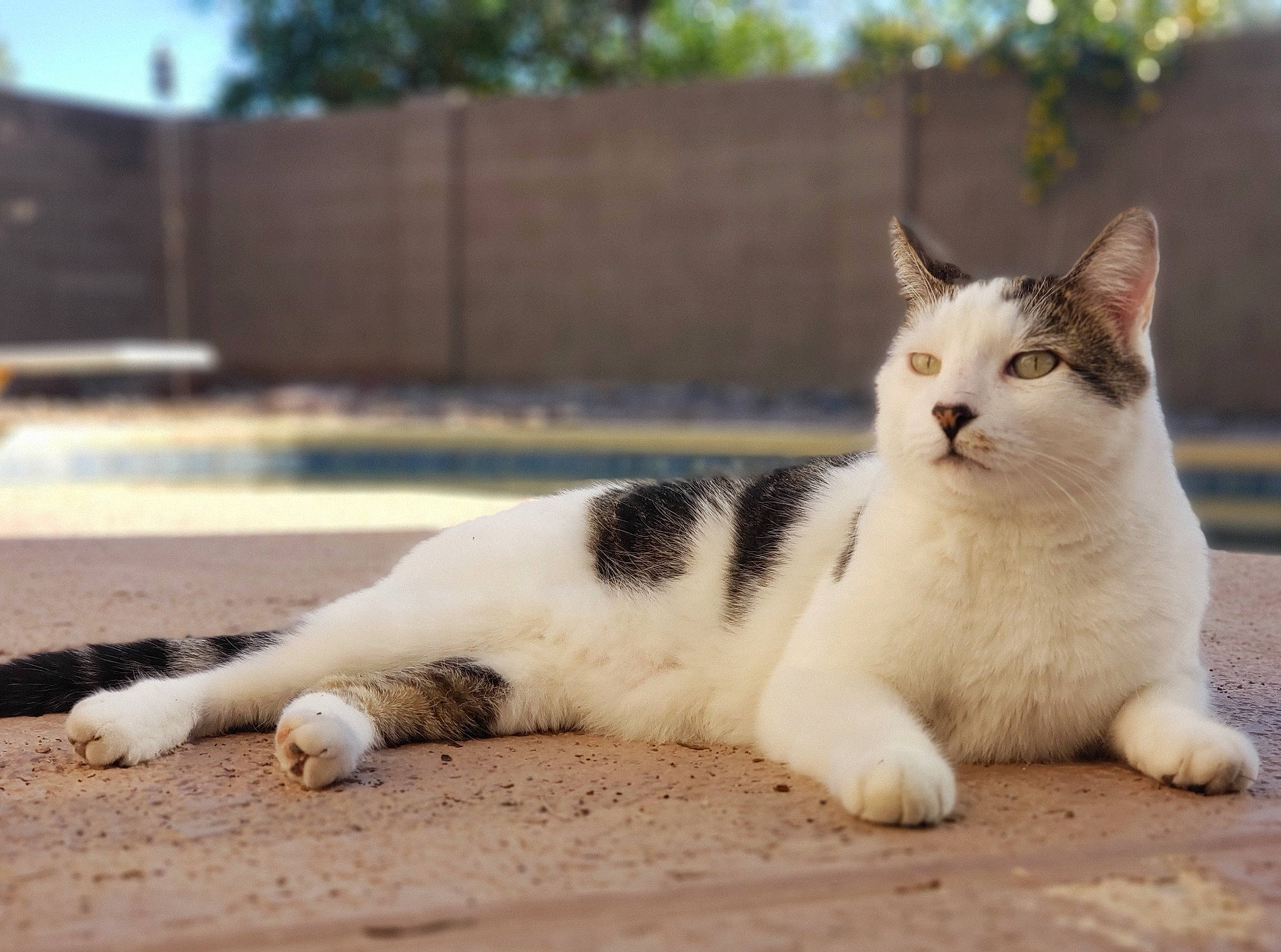 Kushi joined the competition — help win amazing prizes! carnivore, cat, domestic_short_haired_cat, eye, felidae, flooring, foot, fur, grass, paw, road_surface, sand, sitting, small_to_medium_sized_cats, snout, tail, terrestrial_animal, tree, whiskers, wood