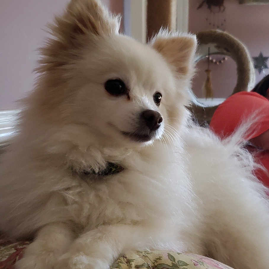 Angel joined the competition — help win amazing prizes! animal, collar, couch, cute, decor, dog, ear, floral, fluffy, fur, furniture, home, indoor, paw, pet, quilt, relaxed, snout, wall, white