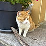 cat, orange_cat, white_cat, flower_pot, pink_flowers, concrete_step, wood, outdoor, plant, pet, animal, curious, side_view, nature, daylight, wall, green_leaves, domestic_cat, resting, still_life