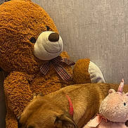 𝐀𝐱𝐞𝐥 a rejoint le concours — aidez-le/la à gagner de superbes lots ! dog, stuffed_toy, teddy_bear, unicorn, plush, sleeping, cozy, indoor, bedroom, brown_dog, soft_toys, relaxing, animal, cute, comfort, collar, resting, furry, cuddly, home