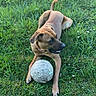 𝐀𝐱𝐞𝐥 participe au concours pour gagner de l'argent avec cette photo : dog, grass, soccer_ball, outdoor, pet, animal, playing, greenery, canine, nature, summer, paw, collar, resting, field, sport, toy, happy, daylight, mammal