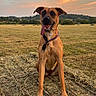 𝐀𝐱𝐞𝐥 participe au concours pour gagner de l'argent avec cette photo : animal, brown_dog, canine, collar, dog, field, grass, happy, hay, landscape, nature, outdoor, pet, playful, rural, sitting, sky, summer, sunset, tongue_out