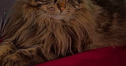 Titi a rejoint le concours — aidez-le/la à gagner de superbes lots ! cat, tabby_cat, long_hair, feline, pet, indoor, red_surface, fur, whiskers, relaxed, animal, mammal, portrait, household, cozy, resting, domestic_cat, close_up, soft_light, contemplative
