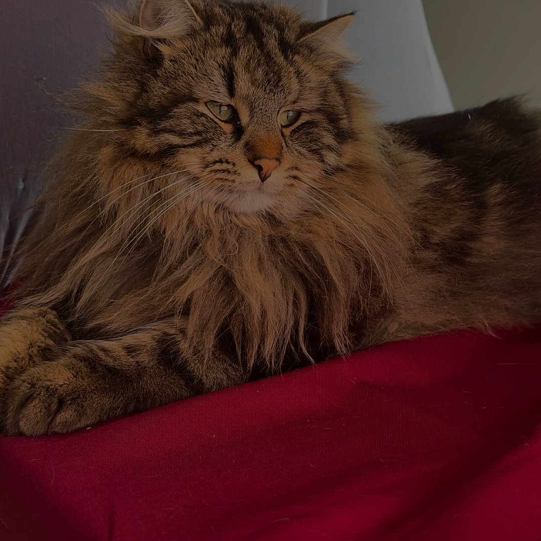 Titi