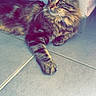cat, tabby_cat, feline, pet, animal, indoor, floor, tile_floor, wall, corner, fur, whiskers, ears, relaxed, looking_away, domestic_cat, mammal, cute, resting, soft_light