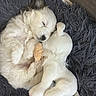 puppy, dog, sleeping, plush_toy, fluffy, cute, pet, indoor, resting, cozy, fur, animal, snuggling, dark_rug, soft, adorable, companion, relaxing, young_dog, sleep