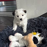 Chanel a rejoint le concours — aidez-le/la à gagner de superbes lots ! puppy, dog, white, black_ears, furry_bed, plush_toy, indoor, curious, small, cute, pet, animal, floor, toy, soft, cozy, background, fur, young, companion