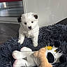 puppy, dog, white, black_ears, furry_bed, plush_toy, indoor, curious, small, cute, pet, animal, floor, toy, soft, cozy, background, fur, young, companion