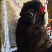 Olfy a rejoint le concours — aidez-le/la à gagner de superbes lots ! animal, black_dog, blanket, calm, chair, companion, cozy, cute, decor, dog, domestic, floor, fluffy, furniture, indoor, pet, portrait, red_bow, sitting, tinsel