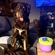 Twix joined the competition — help win amazing prizes! dog, puppy, pet, sitting, tongue_out, happy, portrait, brown_fur, black_fur, white_chest, red_collar, couch, living_room, indoor, television, shelf, table, container, cozy, photography