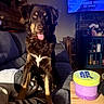 dog, puppy, pet, sitting, tongue_out, happy, portrait, brown_fur, black_fur, white_chest, red_collar, couch, living_room, indoor, television, shelf, table, container, cozy, photography