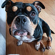 Echo is registered to the contest to win money with this photo: dog, pet, animal, close_up, indoor, wooden_floor, black_fur, tan_fur, curious, sitting, canine, face, ears, nose, whiskers, paw, looking_up, domestic_animal, companion, furniture