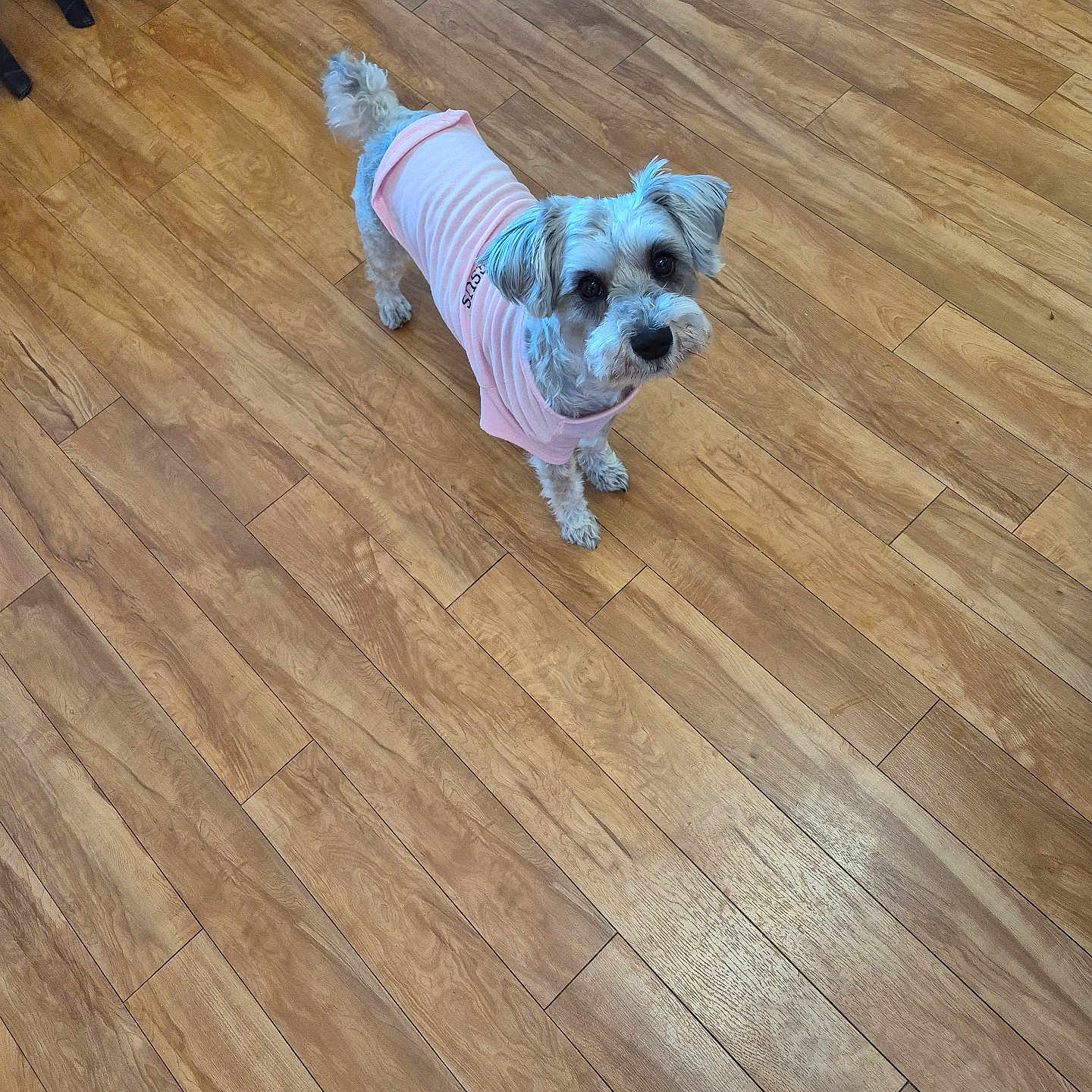 Princess joined the competition — help win amazing prizes! animal, canine, companion, curious, cute, dog, domestic_animal, feet, flooring, fur, home, house, indoor, looking_up, pet, pink_shirt, slippers, small_dog, standing, wooden_floor