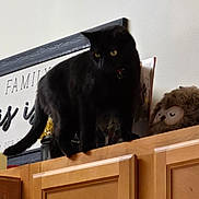 Shadow joined the competition — help win amazing prizes! black_cat, cabinet_top, cat, collar, cozy, family_sign, feline, furniture, home_decor, indoor, owl_plush, pet, portrait, shelf, stuffed_owl, tail, wall_sign, whiskers, wood_cabinet, yellow_eyes
