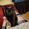 animal, black_cat, blanket, cat, cozy, curtains, foot, human_leg, indoor, living_room, pet, pillow, plaid_blanket, slipper, sofa, stare, television, whiskers, wood_floor, yellow_eyes
