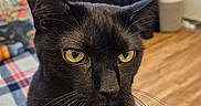 Shadow is registered to the contest to win money with this photo: black_cat, cat, close_up, cozy, curious, ear, flooring, fur, furniture, indoor, living_room, nose, pet, plaid_blanket, portrait, remote_control, sitting, television, whiskers, yellow_eyes