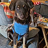 blanket, blue_shirt, brown_dog, canine, casual, comfort, couch, cozy, dog, domestic, fur, furniture, home, indoors, lamp, living_room, pet, relaxed, seated, wooden_stairs