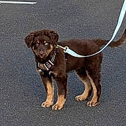 Twixie is registered to the contest to win money with this photo: animal, brown_dog, canine, companion, curious, cute, dog, domestic_animal, fur, harness, leash, outdoor, pavement, pet, pet_accessory, puppy, standing, tail, walking, young_dog