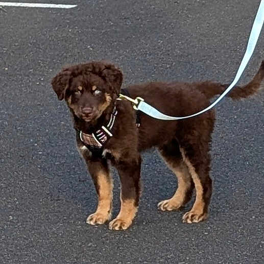 Twixie is registered to the contest to win money with this photo: animal, brown_dog, canine, companion, curious, cute, dog, domestic_animal, fur, harness, leash, outdoor, pavement, pet, pet_accessory, puppy, standing, tail, walking, young_dog