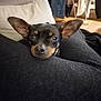 dog, puppy, small_dog, miniature_pinscher, ears, face, nose, blanket, couch, pillow, domestic_interior, home, cozy, resting, close_up, pet, black_fur, brown_markings, sleepy, indoor