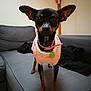 Princesse a rejoint le concours — aidez-le/la à gagner de superbes lots ! dog, small_dog, toy_breed, indoor, couch, sofa, pink_sweater, pet_collar, id_tag, big_ears, alert, brown_eyes, portrait, looking_at_camera, standing, living_room, blanket, fur, cute, pet