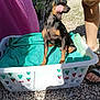 Princesse participe au concours pour gagner de l'argent avec cette photo : dog, small_dog, miniature_pinscher, laundry_basket, towel, teal_towel, gravel, outdoor, sunlit, tongue_out, pet, playful, person_legs, sandals, stroller, pink_cloth, shadow, summer, cute, portrait