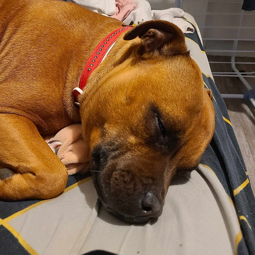 Tina a rejoint le concours — aidez-le/la à gagner de superbes lots ! accessories, adult, animal, bag, belt, boxer, bulldog, canine, dog, handbag, hound, male, man, person, pet, pitbull, policedog, puppy, sleeping, strap