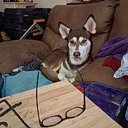 Diesel is registered to the contest to win money with this photo: dog, husky, siberian_husky, pet, animal, couch, indoors, living_room, sitting, lying_down, white_and_brown, blue_eyes, pointed_ears, open_mouth, tongue, blanket, glasses, coffee_table, household_items, portrait